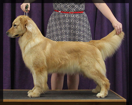Gala of Woodwing Goldens