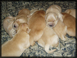 A litter of puppies playing at Woodwing Golden Retrievers